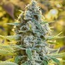 Molotov Cocktail feminised Ganja Seeds Molotov Cocktail feminised Ganja Seeds