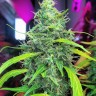 Molotov Cocktail feminised Ganja Seeds Molotov Cocktail feminised Ganja Seeds
