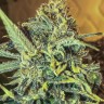 Семена конопли  Top 44 feminised Ganja Seeds Семена конопли  Top 44 feminised Ganja Seeds
