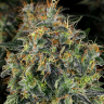 Семена конопли  Top 44 feminised Ganja Seeds Семена конопли  Top 44 feminised Ganja Seeds