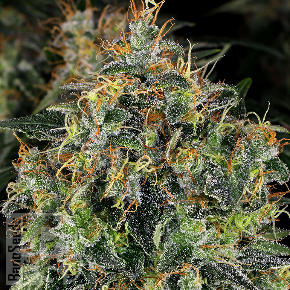 Семена конопли  Top 44 feminised Ganja Seeds Семена конопли  Top 44 feminised Ganja Seeds