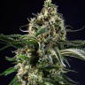 Семена конопли  Top 44 feminised Ganja Seeds Семена конопли  Top 44 feminised Ganja Seeds