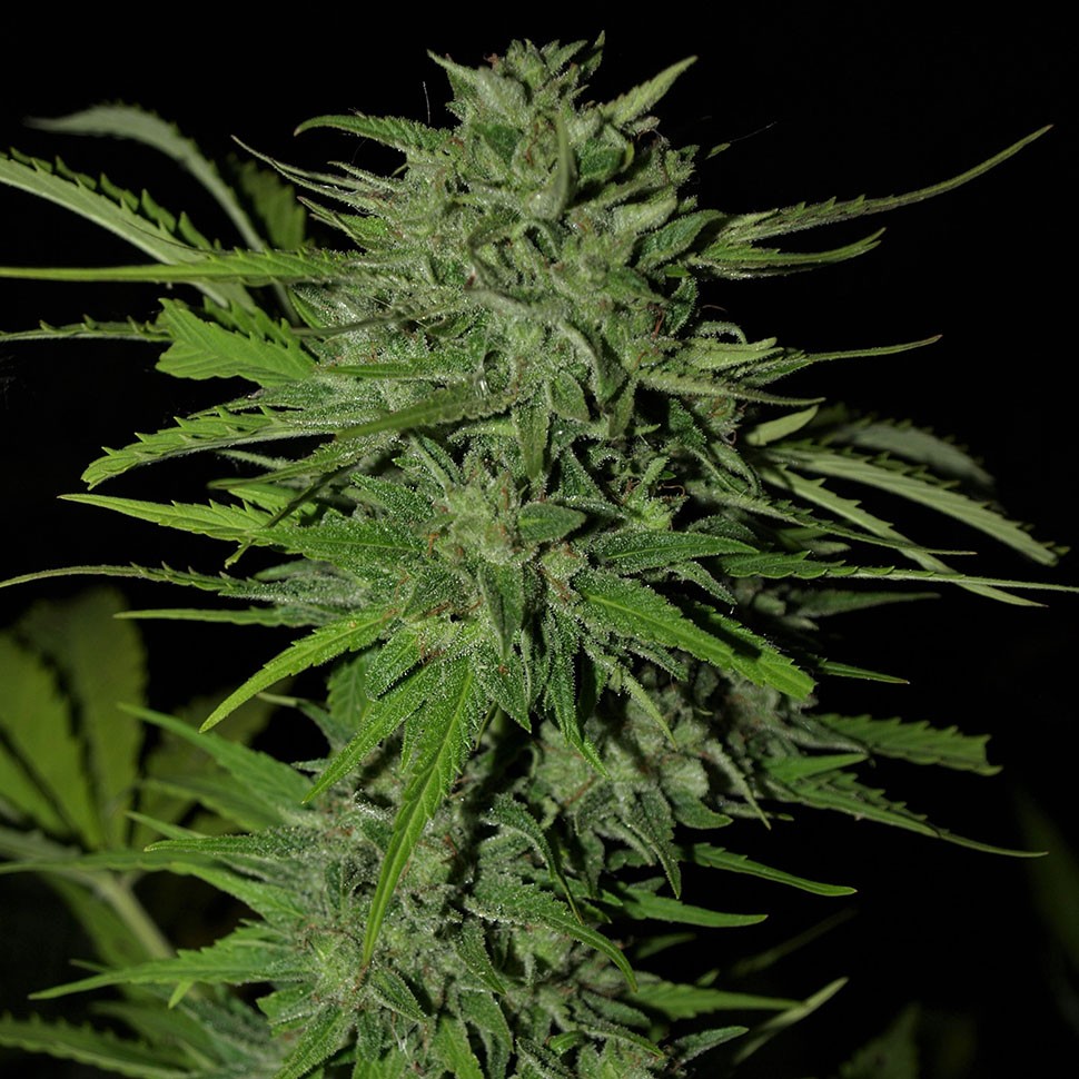 Семена марихуаны  Auto Ungurtas feminised Bang Seeds