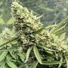 Семена марихуаны  Auto Ungurtas feminised Bang Seeds Семена марихуаны  Auto Ungurtas feminised Bang Seeds