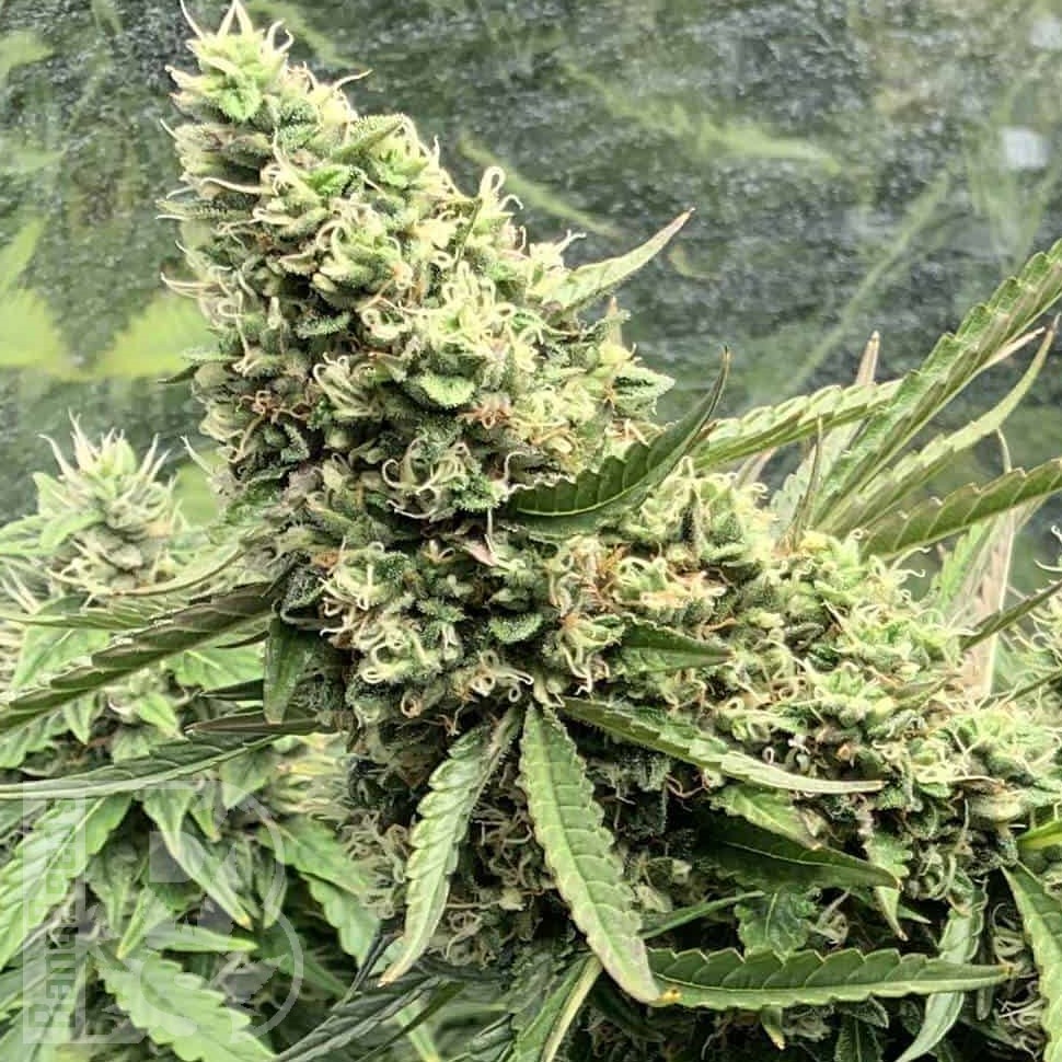 Семена марихуаны  Auto Ungurtas feminised Bang Seeds Семена марихуаны  Auto Ungurtas feminised Bang Seeds