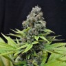 Купить семена для себя S.A.D. Sweet Afgani  Купить семена для себя S.A.D. Sweet Afgani