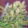 Быстро и безопасно купить семенаS.A.D. Sweet Afgani Delicious Быстро и безопасно купить семенаS.A.D. Sweet Afgani Delicious