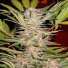Лучший выбор семян конопли для всех S.A.D. Sweet Afgani Delicious  Лучший выбор семян конопли для всех S.A.D. Sweet Afgani Delicious