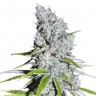 Семена Auto Skunk Haze feminised Ganja Seeds Семена Auto Skunk Haze feminised Ganja Seeds