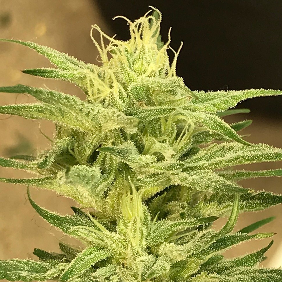 Семена конопли  Satori feminised Ganja Seeds