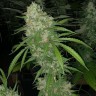 Семена конопли  Satori feminised Ganja Seeds Семена конопли  Satori feminised Ganja Seeds