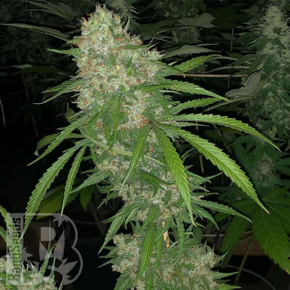 Семена конопли  Satori feminised Ganja Seeds Семена конопли  Satori feminised Ganja Seeds