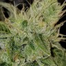 Семена конопли  Satori feminised Ganja Seeds Семена конопли  Satori feminised Ganja Seeds