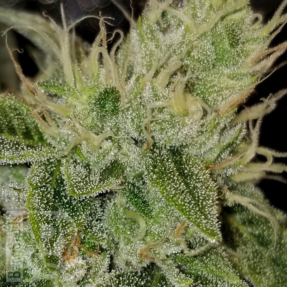 Семена конопли  Satori feminised Ganja Seeds Семена конопли  Satori feminised Ganja Seeds