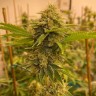 Семена конопли  Satori feminised Ganja Seeds Семена конопли  Satori feminised Ganja Seeds
