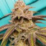 Семена конопли  Satori feminised Ganja Seeds Семена конопли  Satori feminised Ganja Seeds