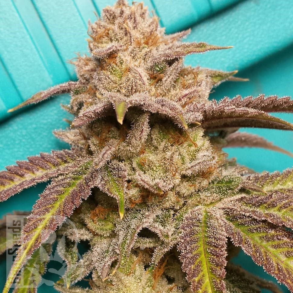 Семена конопли  Satori feminised Ganja Seeds Семена конопли  Satori feminised Ganja Seeds