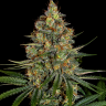 Семена конопли  New York City feminised Ganja Seeds Семена конопли  New York City feminised Ganja Seeds