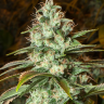 Семена конопли  New York City feminised Ganja Seeds Семена конопли  New York City feminised Ganja Seeds