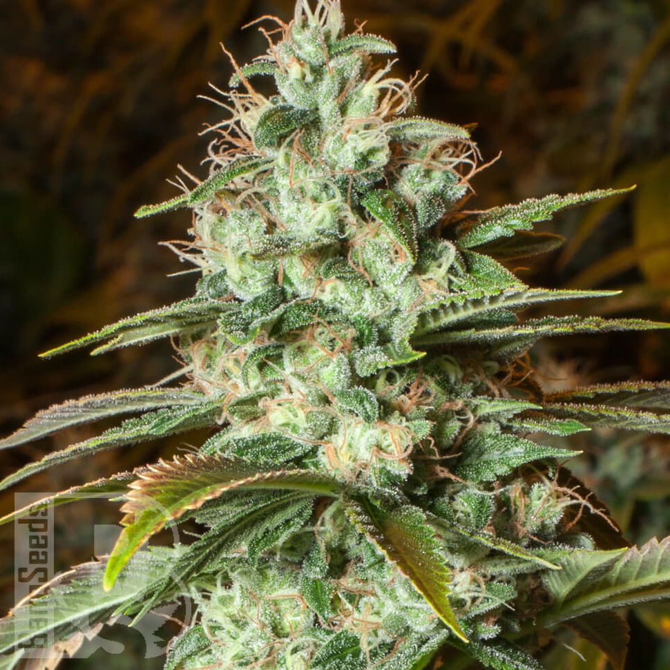 Семена конопли  New York City feminised Ganja Seeds Семена конопли  New York City feminised Ganja Seeds