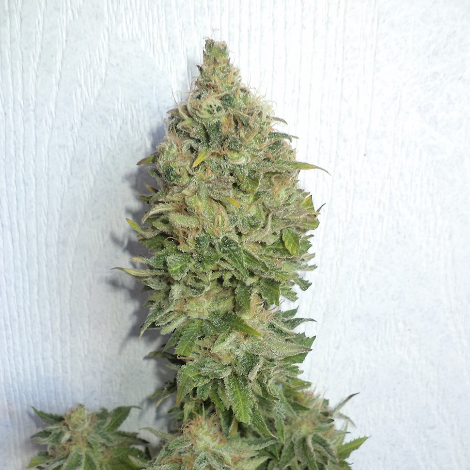 Семена  Auto Mamba Negra feminised Ganja Seeds