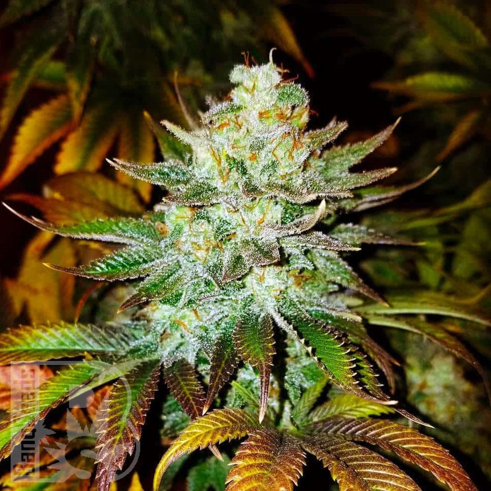 Семена  Auto Mamba Negra feminised Ganja Seeds Семена  Auto Mamba Negra feminised Ganja Seeds