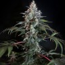 Семена  Auto Zaisan feminised Bang Seeds Семена  Auto Zaisan feminised Bang Seeds