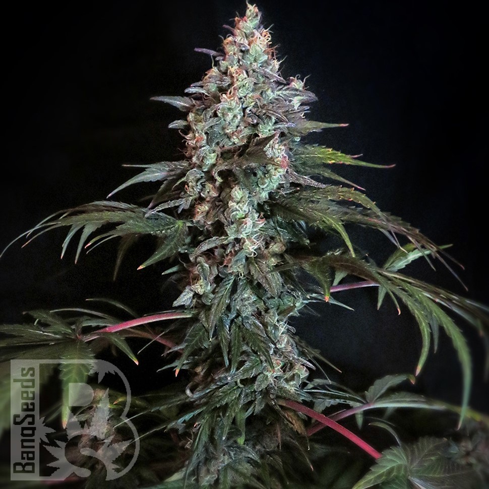 Семена  Auto Zaisan feminised Bang Seeds Семена  Auto Zaisan feminised Bang Seeds