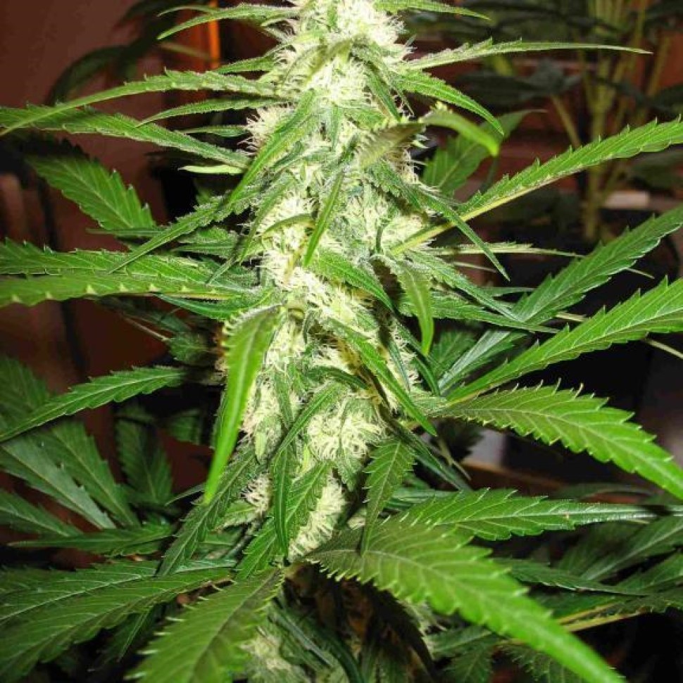 Семена марихуаны  Sugar Black Rose feminised Ganja Seeds Fast Version