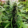 Купить семена для выращивание Sugar Black Rose f Купить семена для выращивание Sugar Black Rose f