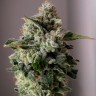 Семена  Auto Sugar GOM feminised Ganja Seeds Семена  Auto Sugar GOM feminised Ganja Seeds
