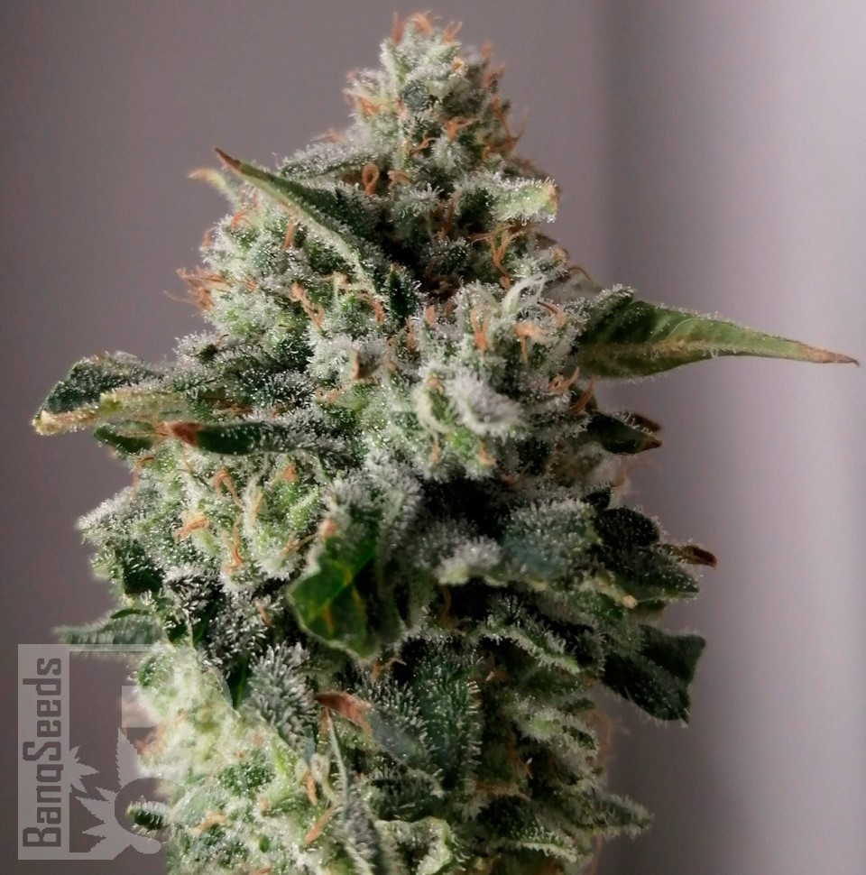 Семена  Auto Sugar GOM feminised Ganja Seeds Семена  Auto Sugar GOM feminised Ganja Seeds