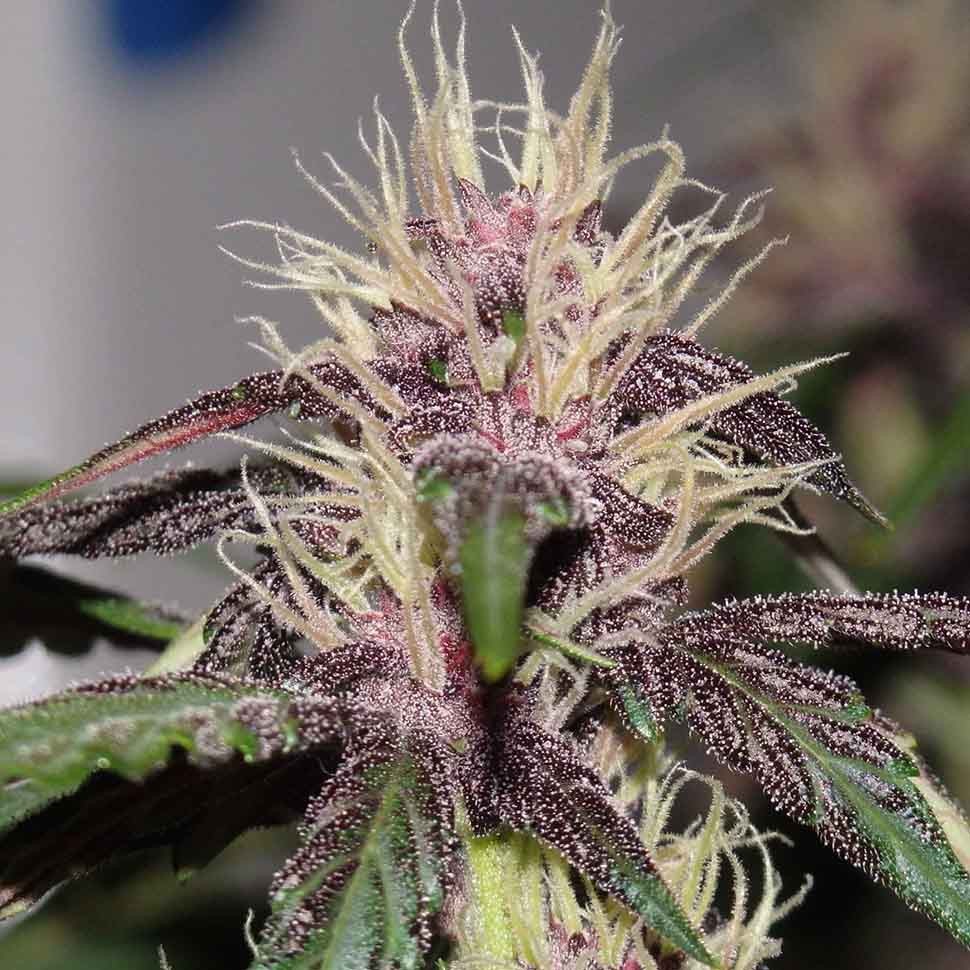 Семена ганжа  Auto Purple Mazar regular Ganja Seeds