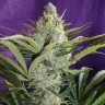 купить семена конопли индика Black Widow feminised купить семена конопли индика Black Widow feminised