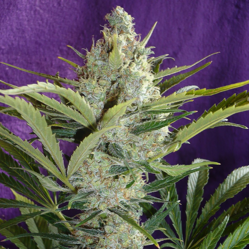 Семена конопли  Black Widow feminised Ganja Seeds