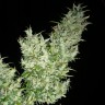 купить семена конопли курьером Black Widow feminised купить семена конопли курьером Black Widow feminised