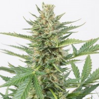 Alatau feminised Bang Seeds