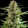 Семена конопли  Alatau feminised Bang Seeds Семена конопли  Alatau feminised Bang Seeds