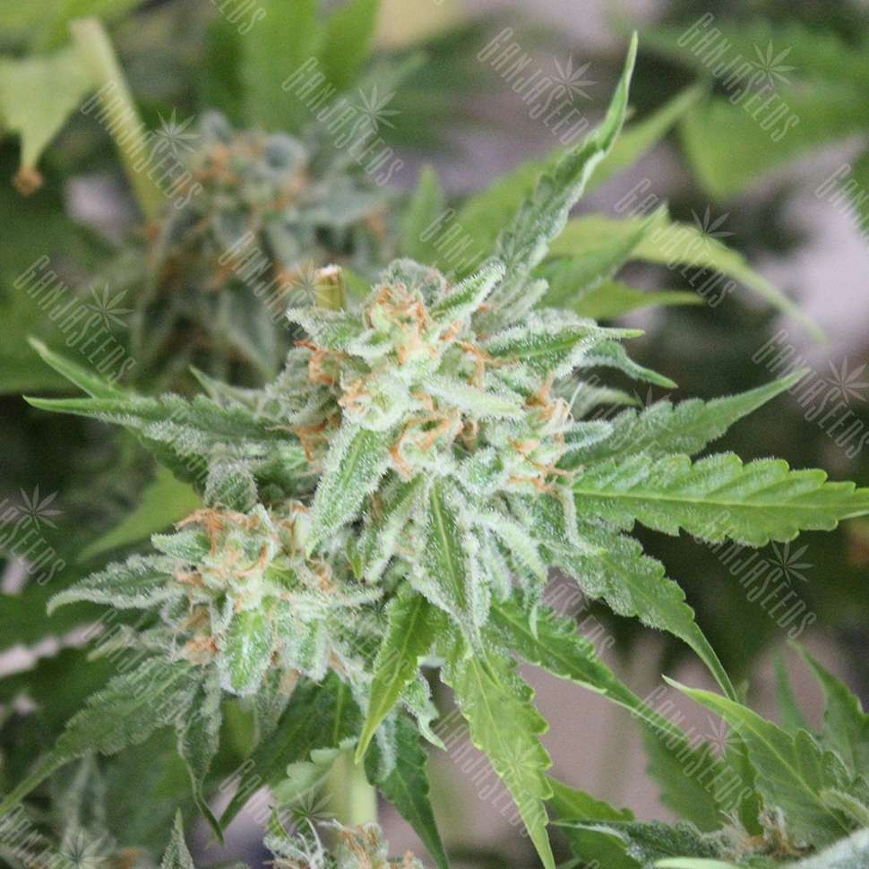 Семена каннабиса  Vertigo feminised Ganja Seeds