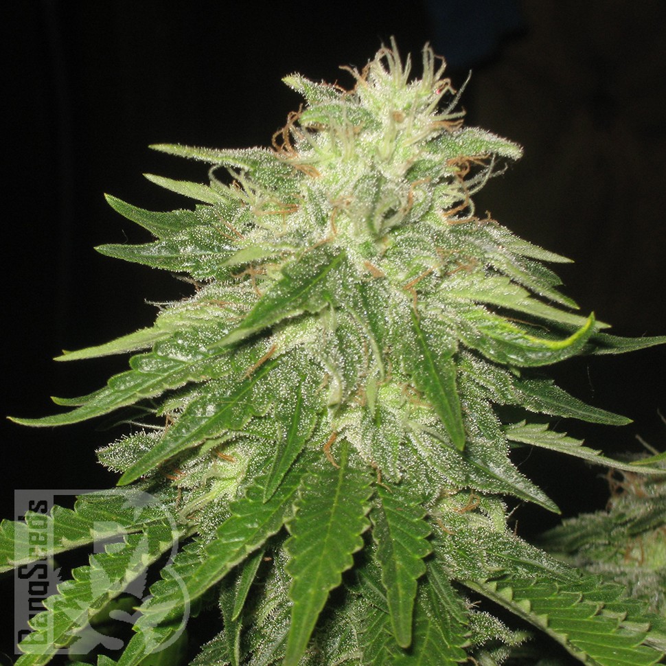 Семена каннабиса  Auto Super Hash feminised Ganja Seeds