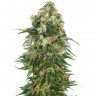 Семена каннабиса  Auto Super Hash feminised Ganja Seeds Семена каннабиса  Auto Super Hash feminised Ganja Seeds