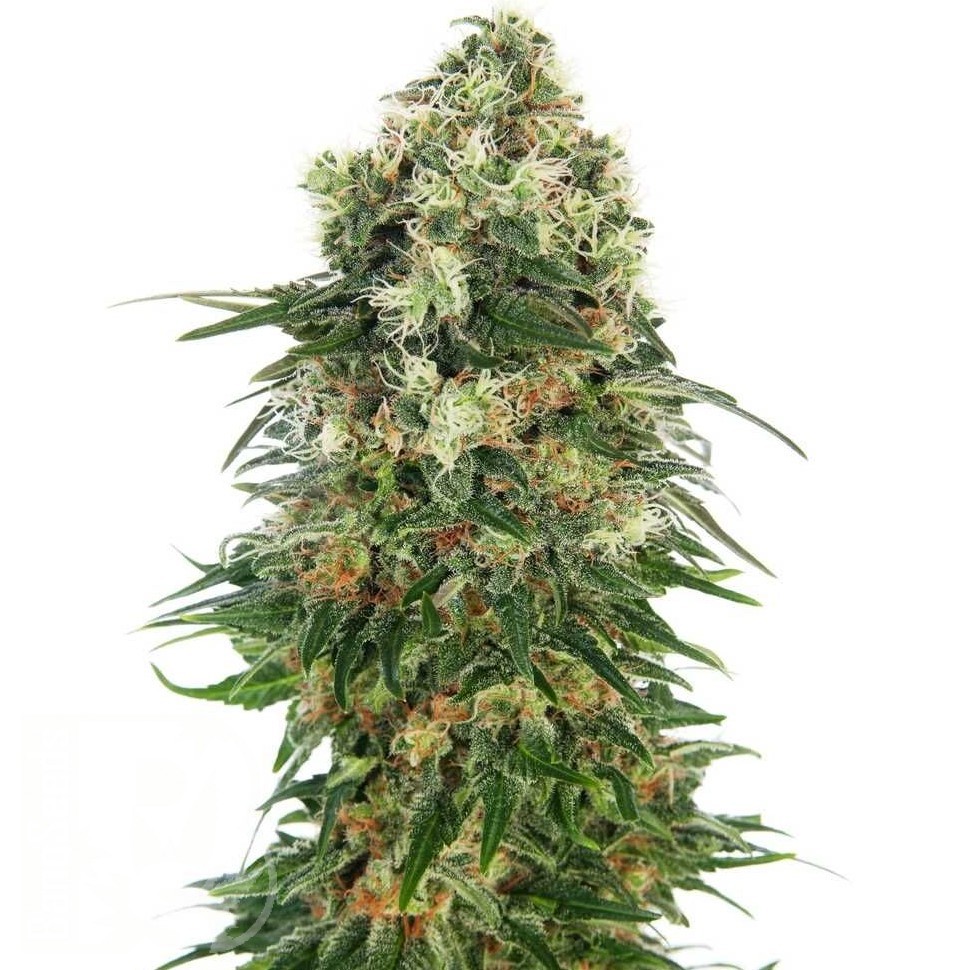 Семена каннабиса  Auto Super Hash feminised Ganja Seeds Семена каннабиса  Auto Super Hash feminised Ganja Seeds