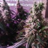 Семена каннабиса  Auto Super Hash feminised Ganja Seeds Семена каннабиса  Auto Super Hash feminised Ganja Seeds