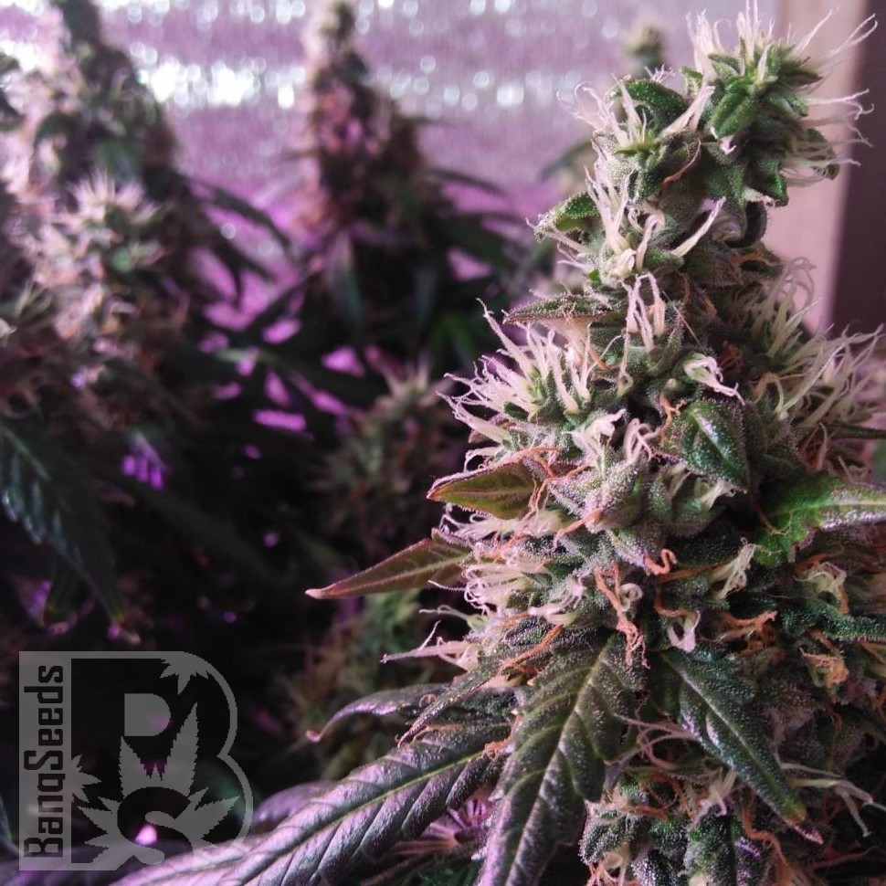 Семена каннабиса  Auto Super Hash feminised Ganja Seeds Семена каннабиса  Auto Super Hash feminised Ganja Seeds