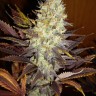 Семена каннабиса  Auto Super Hash feminised Ganja Seeds Семена каннабиса  Auto Super Hash feminised Ganja Seeds