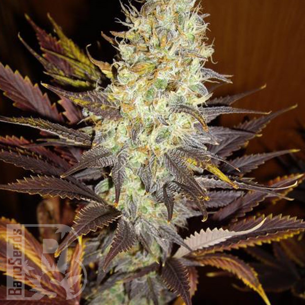 Семена каннабиса  Auto Super Hash feminised Ganja Seeds Семена каннабиса  Auto Super Hash feminised Ganja Seeds