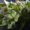 Семена марихуаны  Morhine feminised Ganja Seeds Семена марихуаны  Morhine feminised Ganja Seeds
