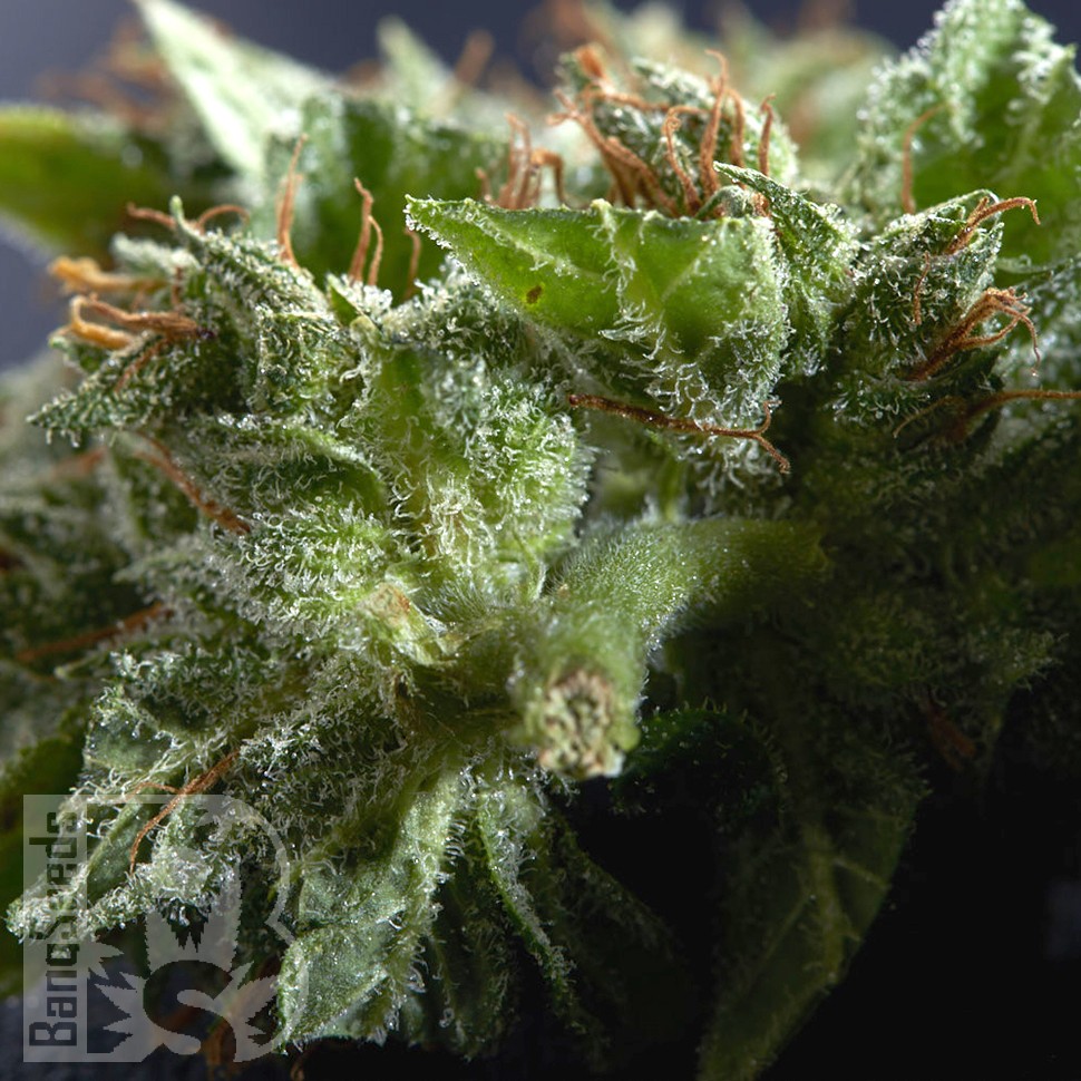 Семена марихуаны  Morhine feminised Ganja Seeds Семена марихуаны  Morhine feminised Ganja Seeds
