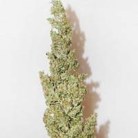 Morhine feminised Ganja Seeds