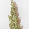 Семена марихуаны  Morhine feminised Ganja Seeds Семена марихуаны  Morhine feminised Ganja Seeds
